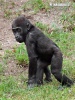 Westlicher Gorilla