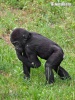 Westlicher Gorilla