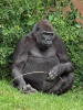 Westlicher Gorilla