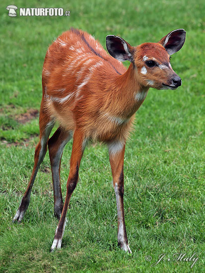 Tragelaphus spekei gratus