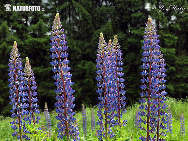 Vielblättrige Lupine