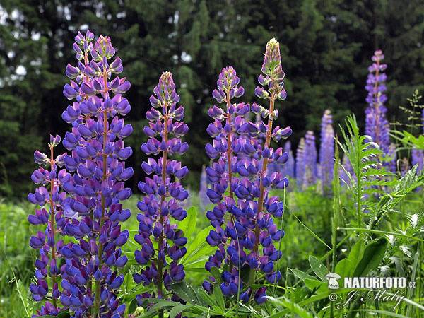 Vielblättrige Lupine