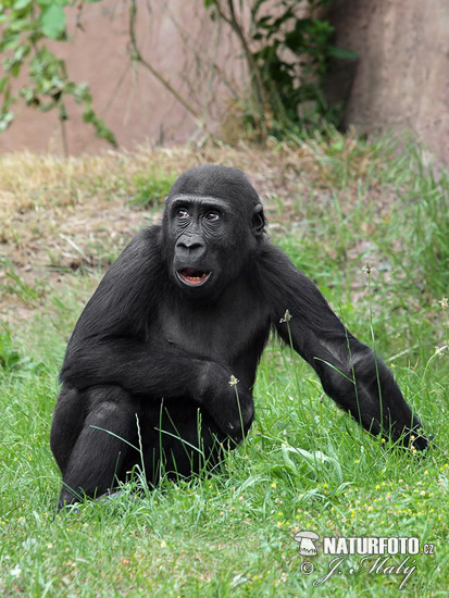 Westlicher Gorilla