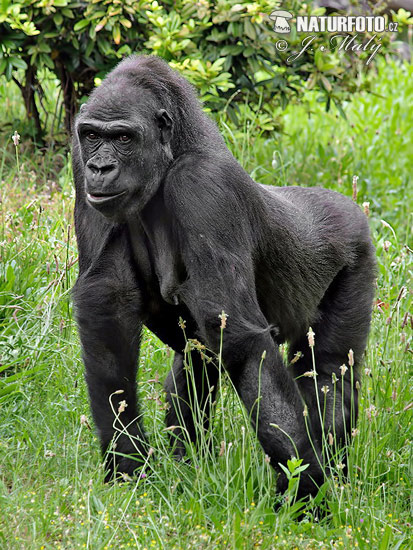 Westlicher Gorilla