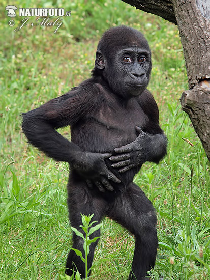 Westlicher Gorilla