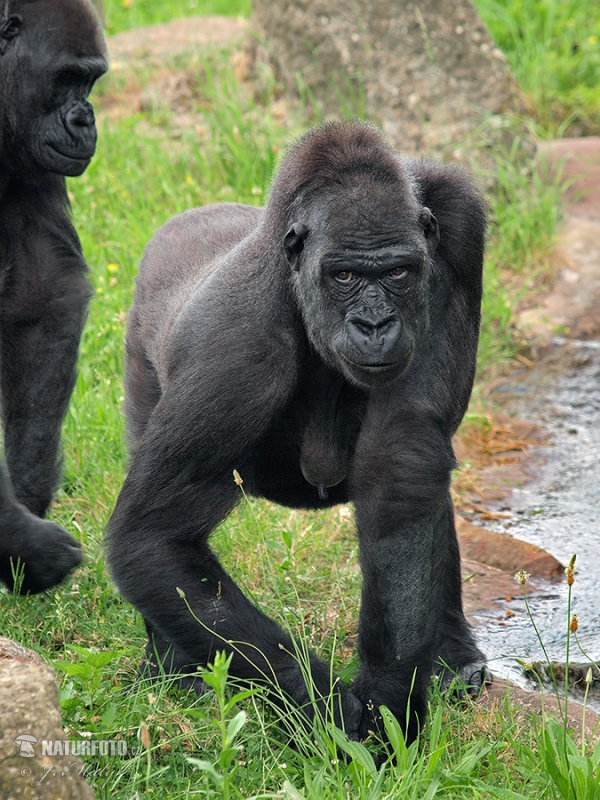 Westlicher Gorilla