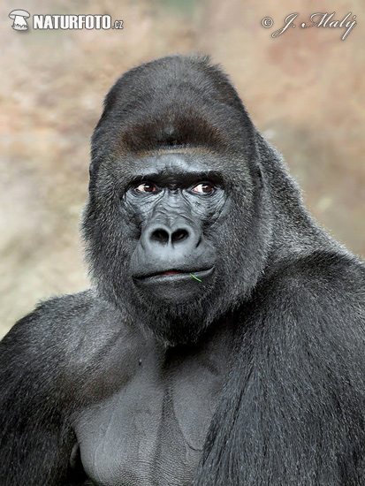 Westlicher Gorilla