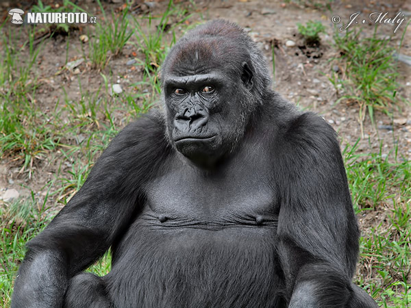 Westlicher Gorilla