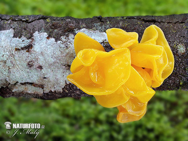 Witch's Butter Mushroom Pictures, Witch's Butter Images | NaturePhoto