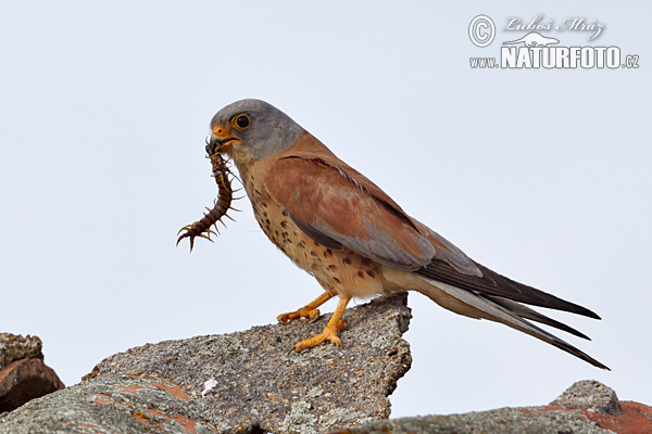 ヒメチョウゲンボウ 写真