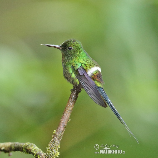 abudito Verde