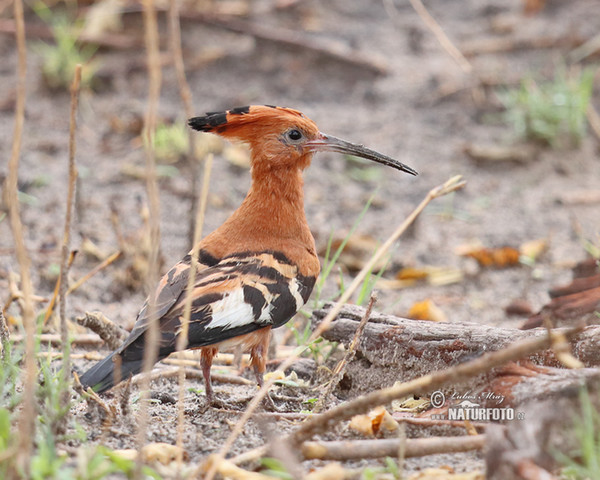 African Hoopoe (Upupa africana)