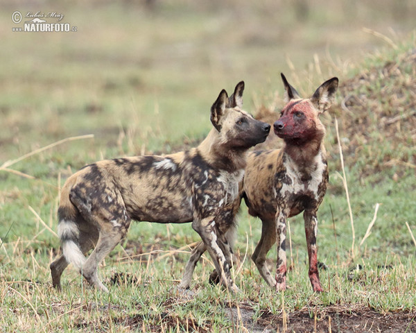 Afrika Yaban Kopegi Fotograflar Resimler