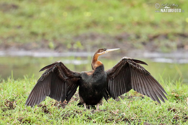 Afrikanischer Schlangenhalsvogel