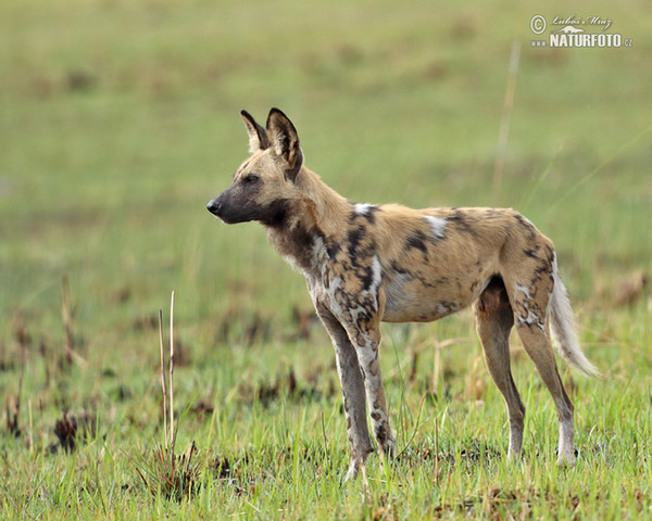 Afrikanischer Wildhund