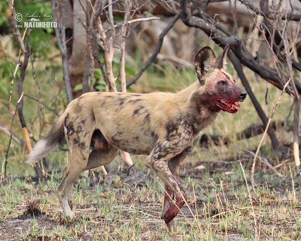 Afrikanischer Wildhund