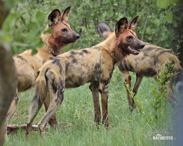 Afrikanischer Wildhund