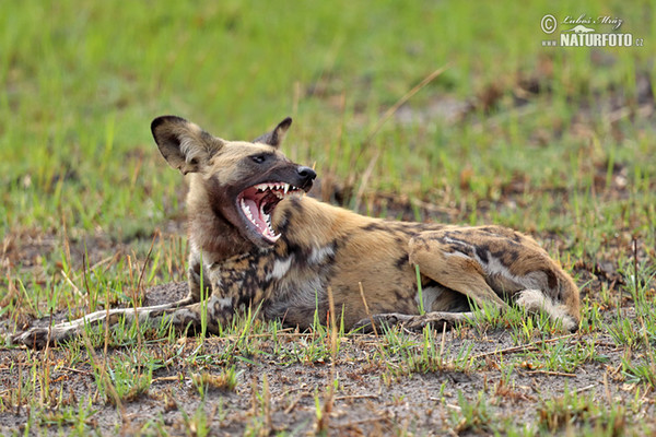 Afrikanischer Wildhund