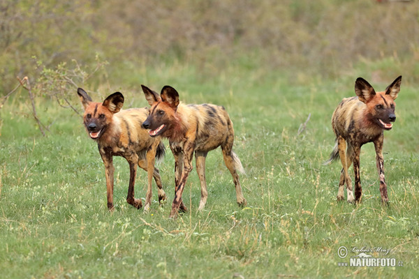 Afrikanischer Wildhund