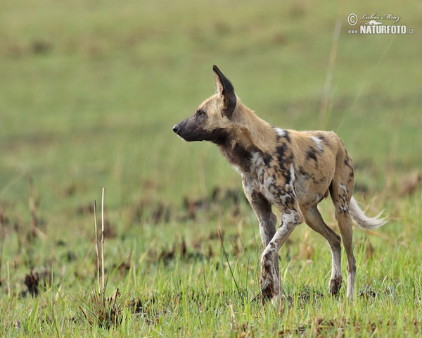 Afrikanischer Wildhund