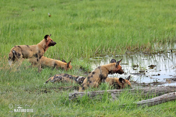 Afrikanischer Wildhund