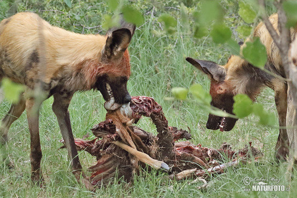 Afrikanischer Wildhund