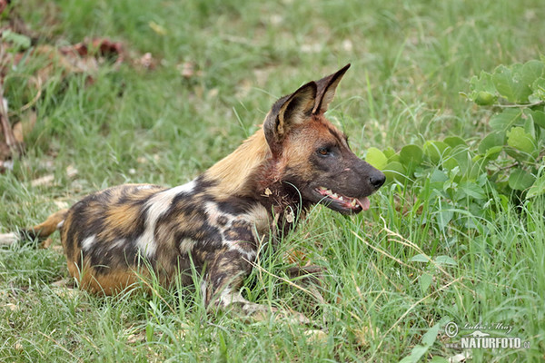 Afrikansk vildhund