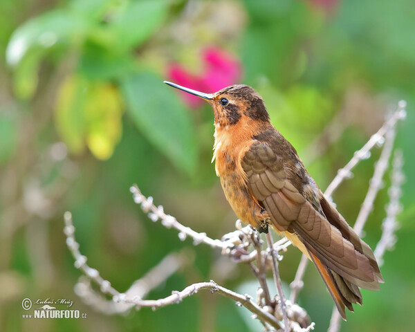 Aglaeactis cupripennis