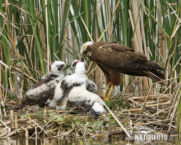 Aguilucho lagunero