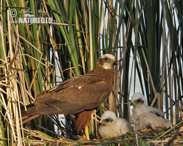 Aguilucho lagunero