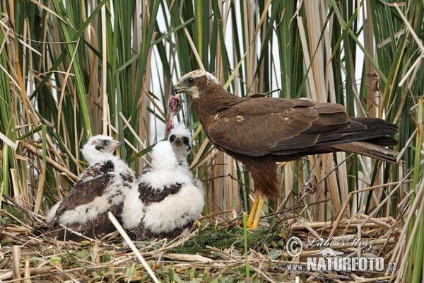 Aguilucho lagunero