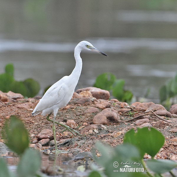 Aigrette bleue