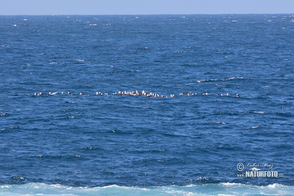 Albatroz-das-galápagos