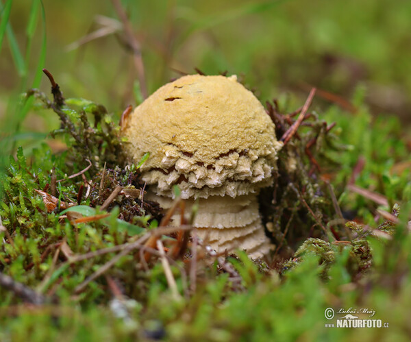 Amanita regalis