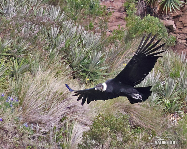 Andean Condor (Vultur gryphus)