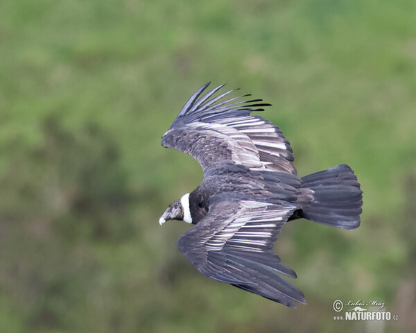 Andean Condor (Vultur gryphus)