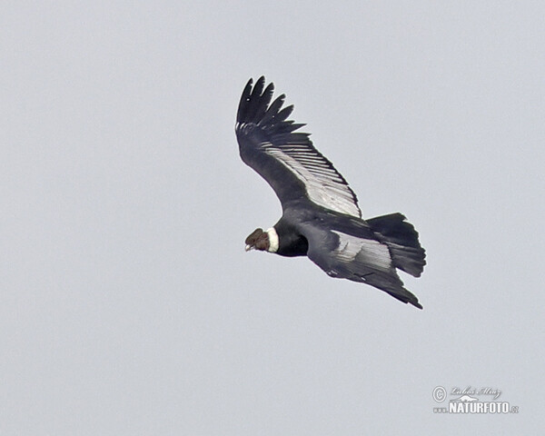 Andean Condor (Vultur gryphus)