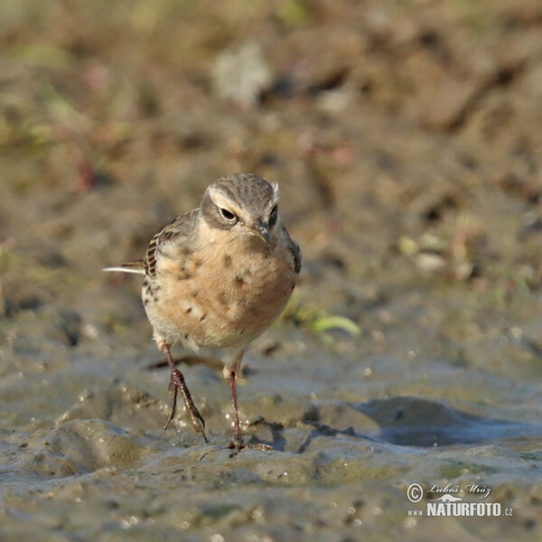 Anthus spinoletta