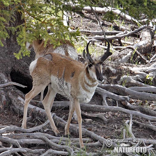 Antilope d'Amérique