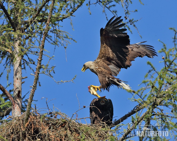 Aquila di mare dalla coda bianca