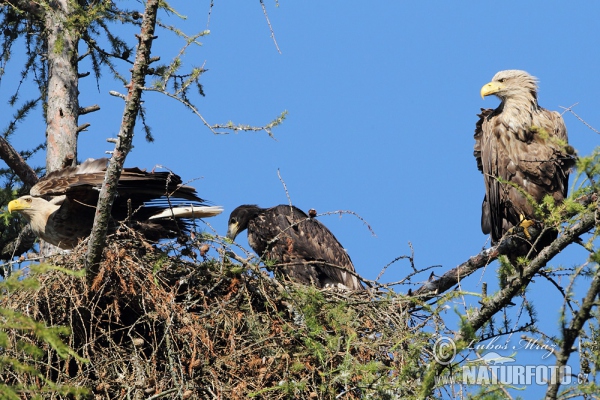 Aquila di mare dalla coda bianca