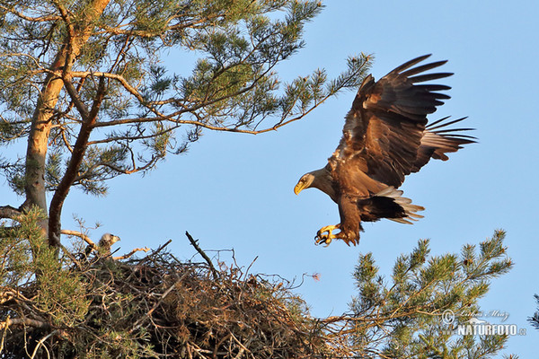 Aquila di mare dalla coda bianca