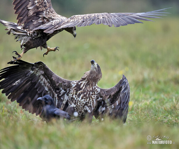 Aquila di mare dalla coda bianca