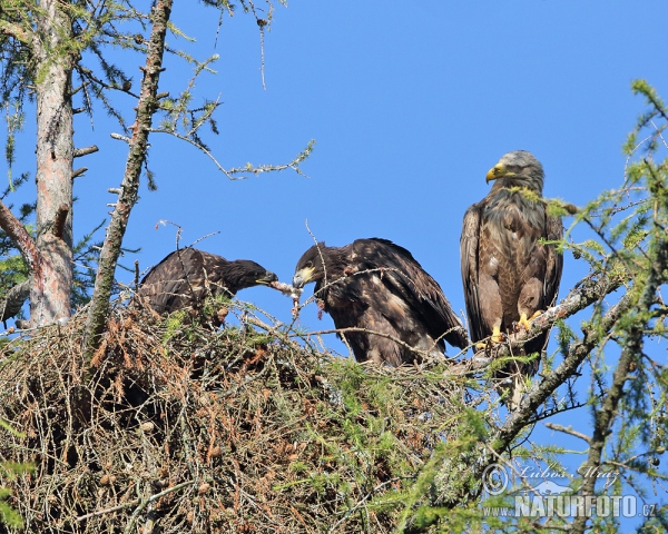 Aquila di mare dalla coda bianca