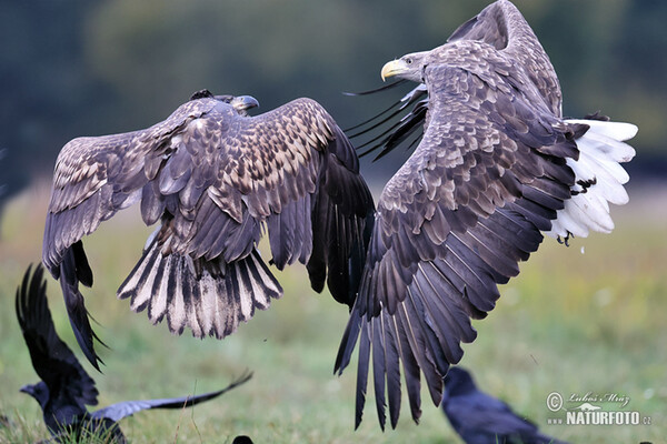 Aquila di mare dalla coda bianca