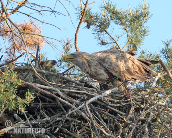 Aquila di mare dalla coda bianca