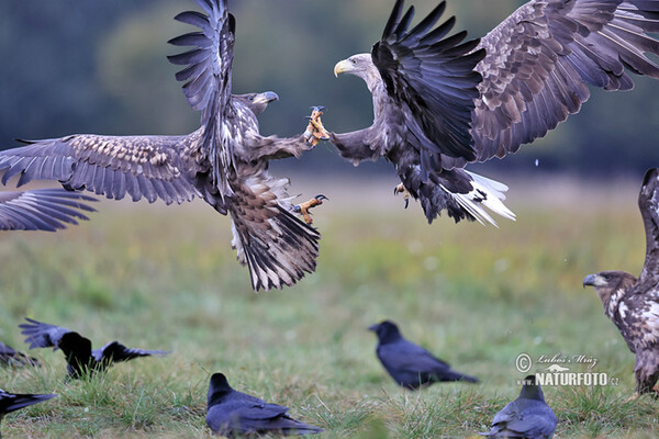 Aquila di mare dalla coda bianca