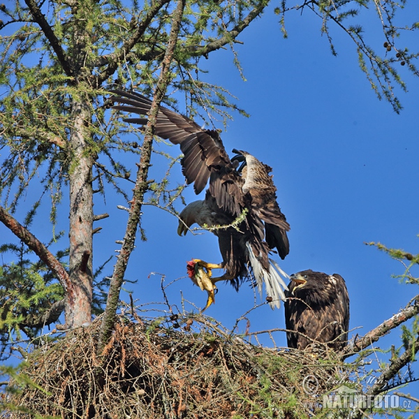 Aquila di mare dalla coda bianca