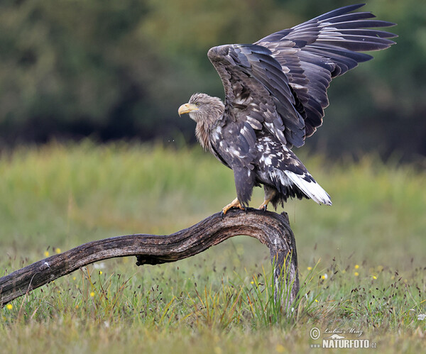 Aquila di mare dalla coda bianca