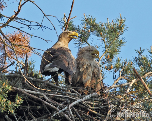 Aquila di mare dalla coda bianca